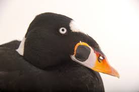 Image result for Melanitta perspicillata