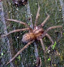 Attēlu rezultāti vaicājumam “Tegenaria sp.”