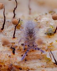 Attēlu rezultāti vaicājumam “Cribraria piriformis macro”