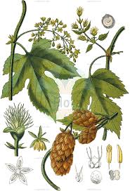 Attēlu rezultāti vaicājumam “Cannabaceae”