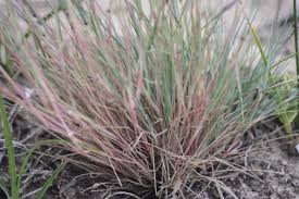 Attēlu rezultāti vaicājumam “Corynephorus canescens fruit”