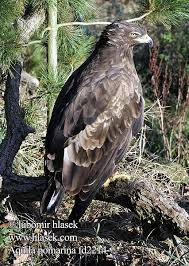 Attēlu rezultāti vaicājumam “Aquila pomarina”
