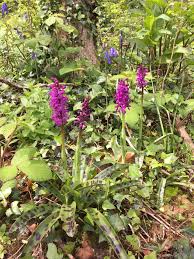 Attēlu rezultāti vaicājumam “Orchis mascula leaf”