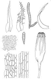 Attēlu rezultāti vaicājumam “Orthotrichum lyellii”