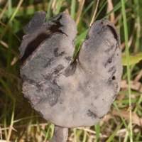 Attēlu rezultāti vaicājumam “Helvella atra”