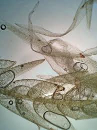 Attēlu rezultāti vaicājumam “Sphagnum cuspidatum”