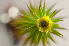 Attēlu rezultāti vaicājumam “Aulacomnium androgynum sporophyte”