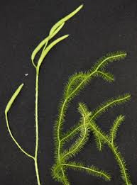 Attēlu rezultāti vaicājumam “Lycopodium dubium”