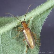 Attēlu rezultāti vaicājumam “Oedemeridae”