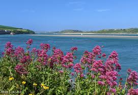 Image result for Padstow Sac