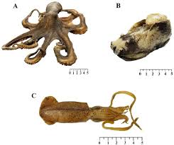 Image result for Octopus vulgaris