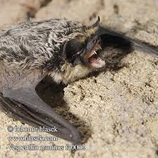 Attēlu rezultāti vaicājumam “Vespertilio murinus”