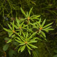 Attēlu rezultāti vaicājumam “Ledum palustre leaf”