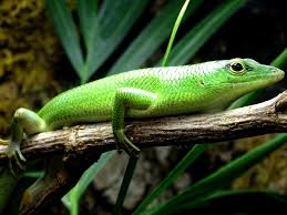 Risultati immagini per dasia smaragdina