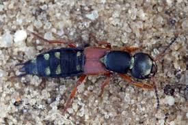 Attēlu rezultāti vaicājumam “Staphylinus erythropterus”