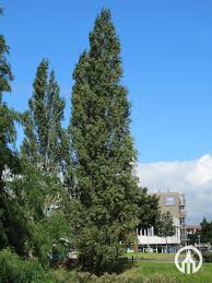 Attēlu rezultāti vaicājumam “Populus nigra Italica”