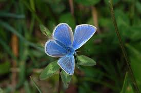 Attēlu rezultāti vaicājumam “Polyommatus icarus”