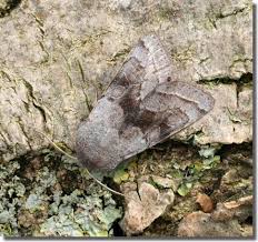 Attēlu rezultāti vaicājumam “Orthosia opima”