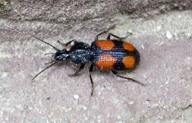 Attēlu rezultāti vaicājumam “Panagaeus cruxmajor”