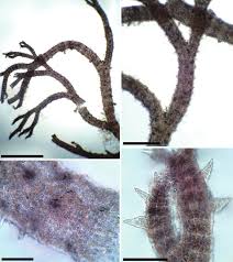 Attēlu rezultāti vaicājumam “Ceramium sp.”