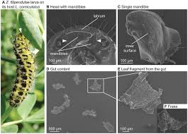 Attēlu rezultāti vaicājumam “Zygaena filipendulae exuvia”