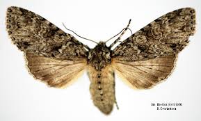 Attēlu rezultāti vaicājumam “Polia nebulosa”