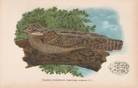 Attēlu rezultāti vaicājumam “Caprimulgus europaeus”