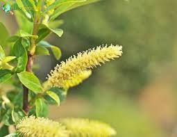 Attēlu rezultāti vaicājumam “Salix x doniana flower”