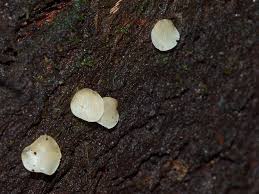 Attēlu rezultāti vaicājumam “Hymenoscyphus sp.”