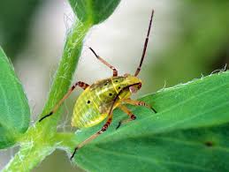 Attēlu rezultāti vaicājumam “Lygus pratensis nymph”