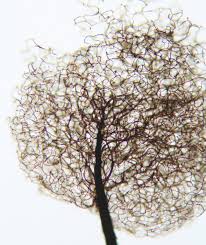 Attēlu rezultāti vaicājumam “Comatricha sp.”