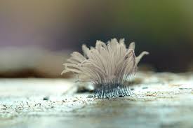 Attēlu rezultāti vaicājumam “Stemonitis pallida macro”