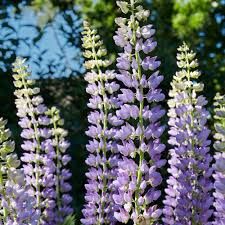 Attēlu rezultāti vaicājumam “Lupinus polyphyllus flower”