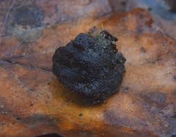 Attēlu rezultāti vaicājumam “Pachyphloeus melanoxanthus”