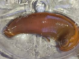 Attēlu rezultāti vaicājumam “Haemopis sanguisuga”