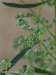 Image result for Chenopodium album