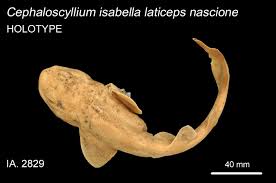 Image result for Cephaloscyllium laticeps