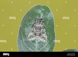 Attēlu rezultāti vaicājumam “Acronicta megacephala larva”