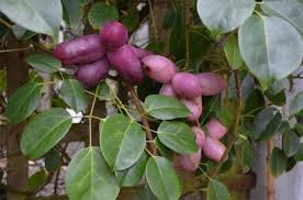 Attēlu rezultāti vaicājumam “Cinna latifolia fruit”
