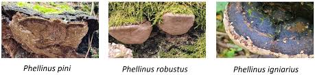 Attēlu rezultāti vaicājumam “Phellinus ferrugineofuscus”