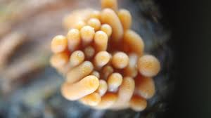 Attēlu rezultāti vaicājumam “Lindbladia tubulina spores”