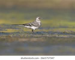 Attēlu rezultāti vaicājumam “Motacilla alba juvenile”