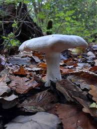 Attēlu rezultāti vaicājumam “Phleogena faginea sessile”