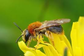 Attēlu rezultāti vaicājumam “Andrena haemorrhoa female”