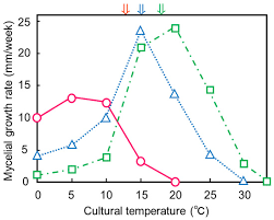 Attēlu rezultāti vaicājumam “Pistillaria sp.”