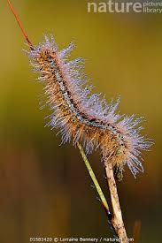 Attēlu rezultāti vaicājumam “Malacosoma castrensis larva”