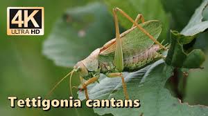 Attēlu rezultāti vaicājumam “Tettigonia cantans”