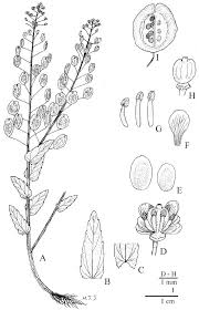 Attēlu rezultāti vaicājumam “Thlaspi arvense”