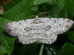 Attēlu rezultāti vaicājumam “Hypomecis roboraria”