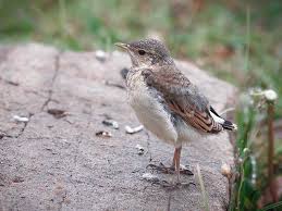 Attēlu rezultāti vaicājumam “Oenanthe oenanthe”